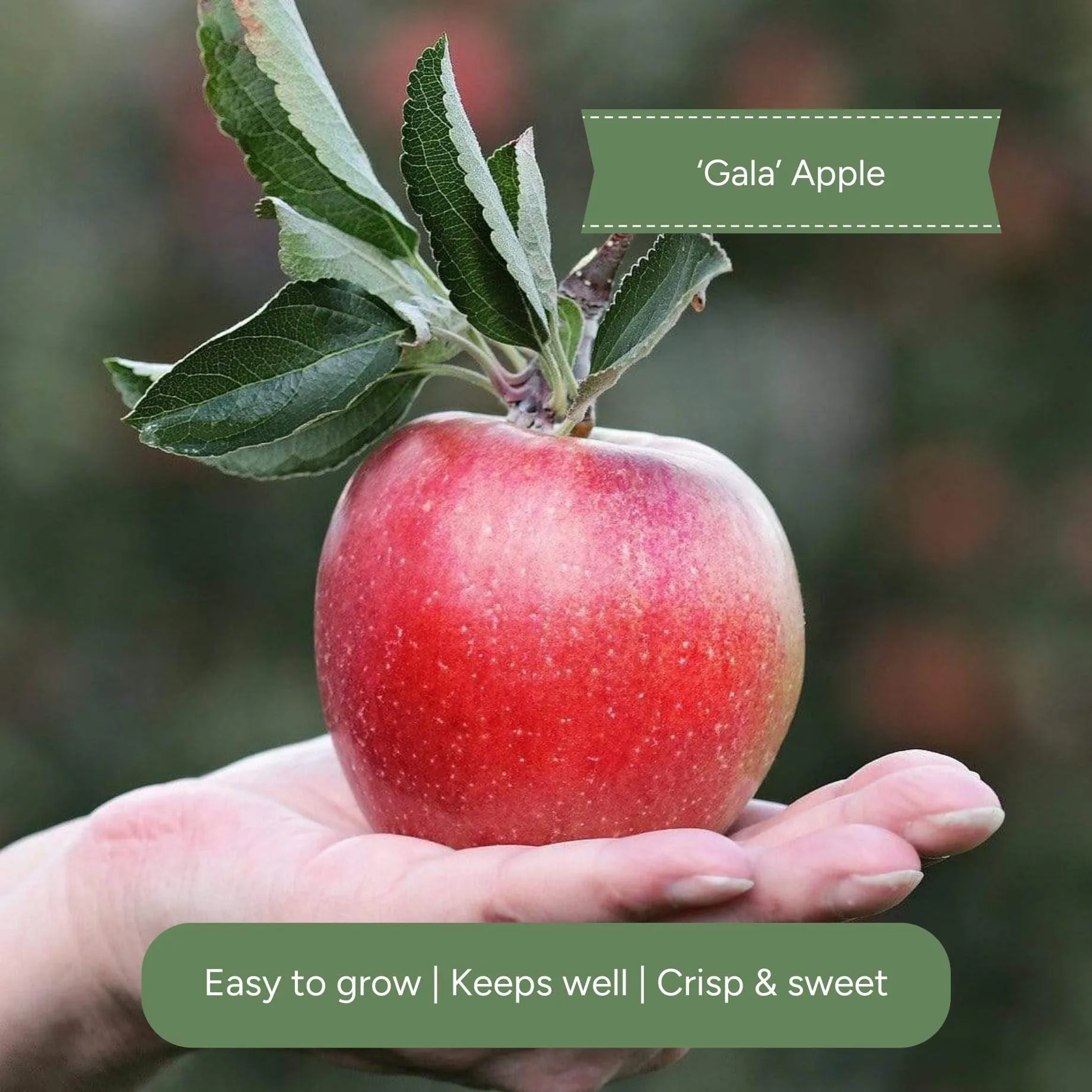 Cordon Apple Tree