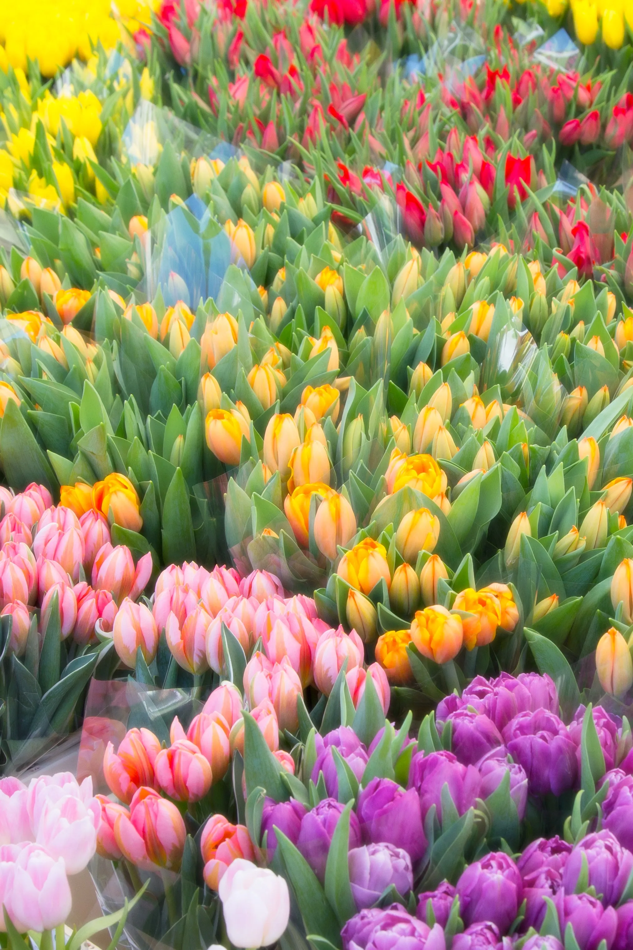 Tulip Market Scarf